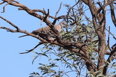 Ocyphaps lophotes whitlocki