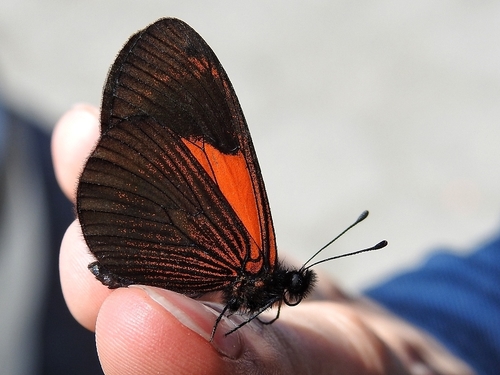 Altinote tenebrosa