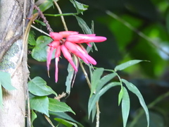 Neorudolphia volubilis