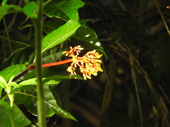 Palicourea croceoides