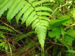 Cyathea borinquena