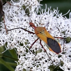 Zelus laticornis