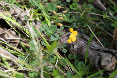 Rhynchosia minima australis