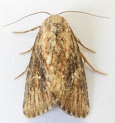Condica egestis