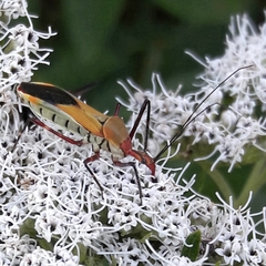 Zelus laticornis