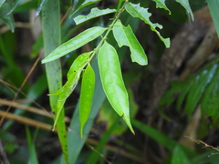 Casearia arborea