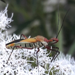 Zelus laticornis