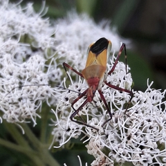 Zelus laticornis