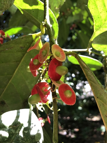 Heisteria acuminata (Heisteria acuminata)