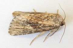 Condica egestis