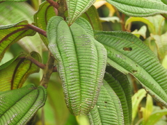 Miconia sintenisii