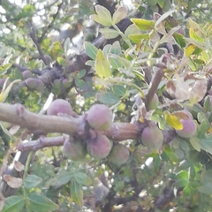 Bursera