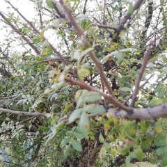 Bursera