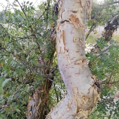 Bursera