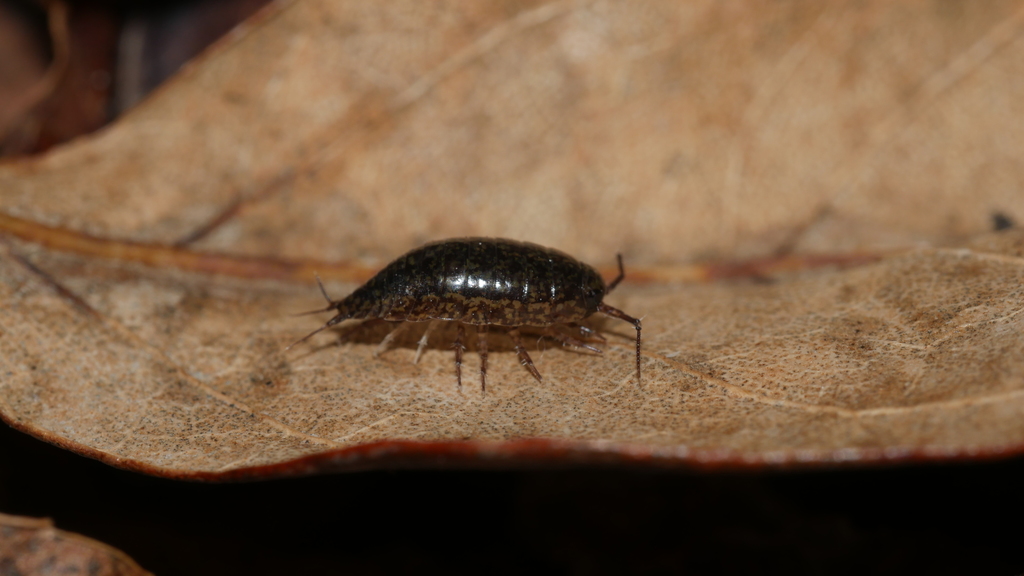 Common Eastern Rockslater