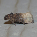 Bicolored Ecdytolopha Moth - Photo (c) Chuck Sexton, some rights reserved (CC BY-NC), uploaded by Chuck Sexton