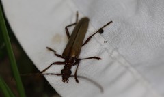 Centrodera decolorata