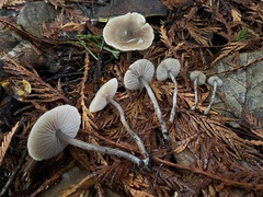 Myochromella boudieri