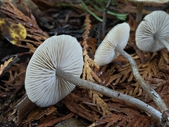 Myochromella boudieri