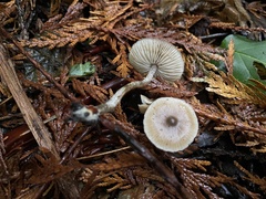 Myochromella boudieri