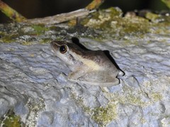 Eleutherodactylus coqui
