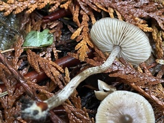 Myochromella boudieri