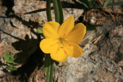 Sternbergia lutea