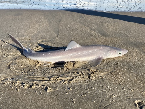 Spiny Dogfish photographed in Delaware