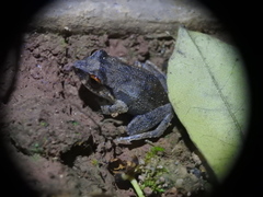 Eleutherodactylus antillensis