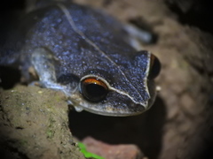 Eleutherodactylus antillensis