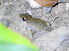 Eleutherodactylus antillensis