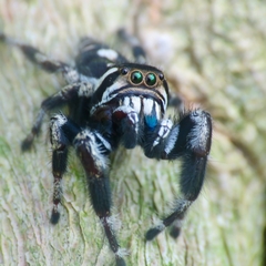Phidippus albulatus