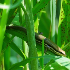 Marisora aquilonaria