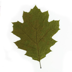 Quercus rubra