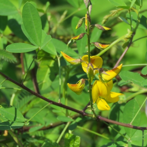 Chepil (Crotalaria pumila)