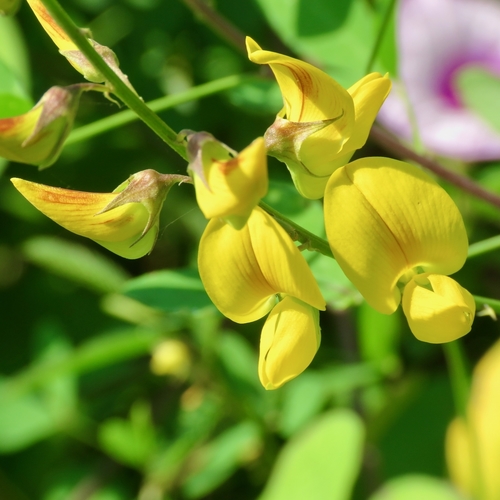 low rattlebox (Crotalaria pumila)