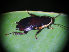 Eurycotis