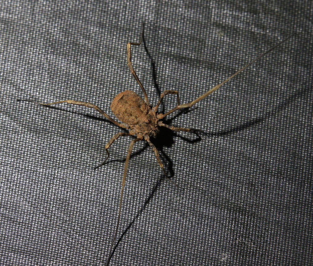 Odiellus duriusculus
