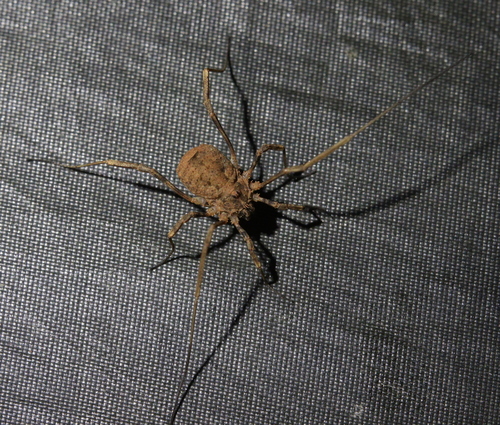 Odiellus duriusculus