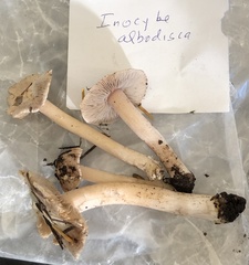 Inocybe albodisca
