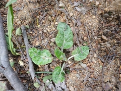 Adenocaulon chilense