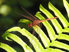 Dythemis rufinervis