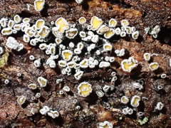 Proliferodiscus pulveraceus