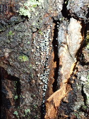 Proliferodiscus pulveraceus