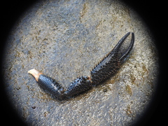 Macrobrachium crenulatum