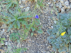 Phacelia minor