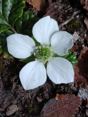 Rubus geoides