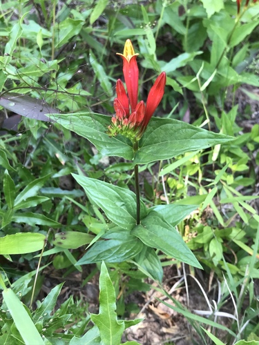 Spigelia marilandica