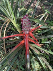 Bromelia balansae