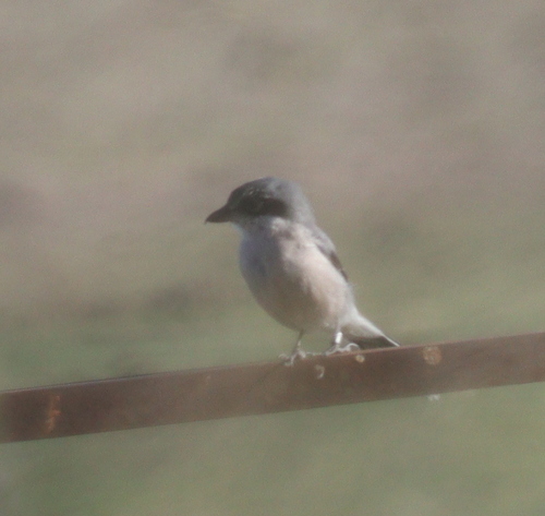 Alcaudón real (Lanius meridionalis)